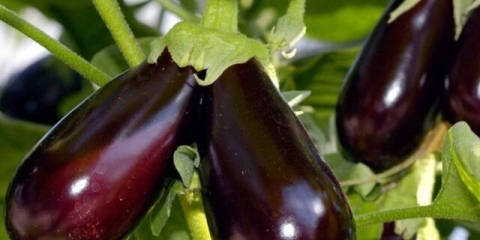 Štetočine patlidžana: njihova kontrola, fotografije, tretman, sadnice, staklenik, lišće